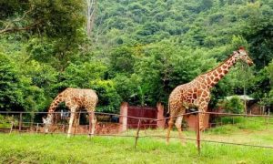 Indira Gandhi Zoological Park